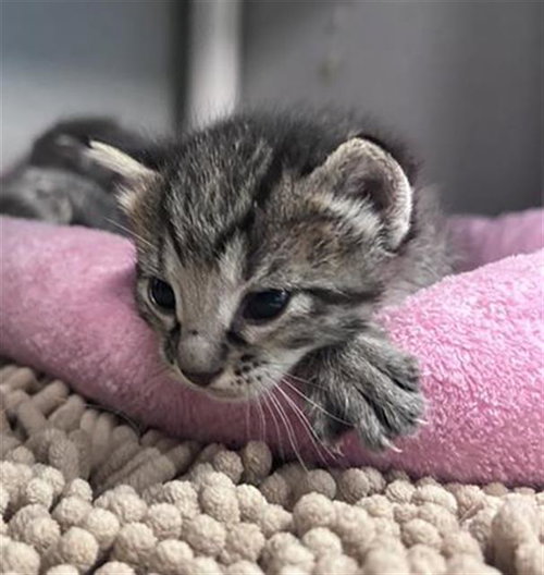 ROLO, an adoptable Domestic Short Hair in Dallas, TX