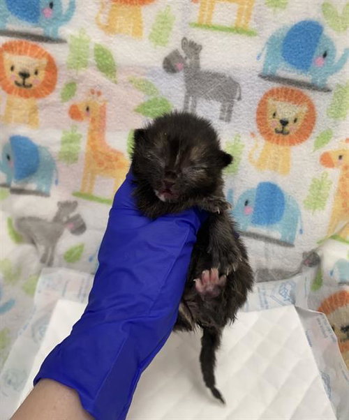 GARBY, Baby Domestic Short Hair (medium coat), cat for adoption in Hurst, Texas