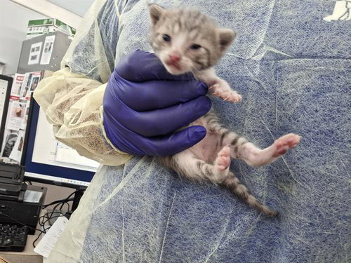 AIKO, Baby Domestic Short Hair (medium coat), cat for adoption in Hurst, Texas