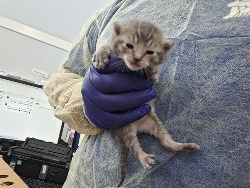 AKEMI, Baby Domestic Short Hair (medium coat), cat for adoption in Hurst, Texas
