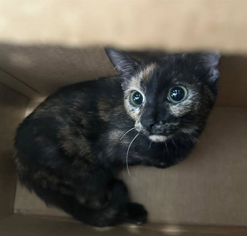 NUNU, Young Domestic Short Hair (medium coat), cat for adoption in Hurst, Texas