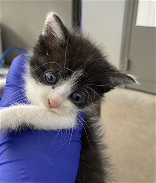 PRIMROSE, Baby Domestic Short Hair (medium coat), cat for adoption in Hurst, Texas