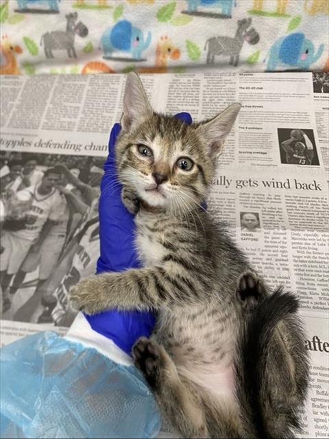 AANG, Baby Domestic Short Hair (medium coat), cat for adoption in Hurst, Texas