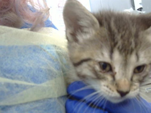 TOPH, Baby Domestic Short Hair (medium coat), cat for adoption in Hurst, Texas