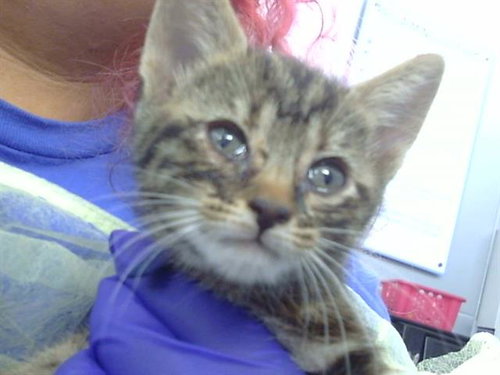 MAI, Baby Domestic Short Hair (medium coat), cat for adoption in Hurst, Texas