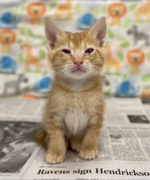 SOKKA, Baby Domestic Short Hair (medium coat), cat for adoption in Hurst, Texas