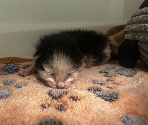 LILLY, Baby Domestic Short Hair (medium coat), cat for adoption in Hurst, Texas
