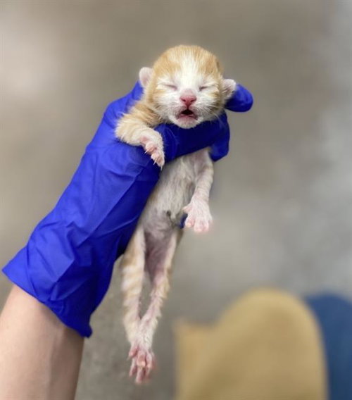 GINGER, Baby Domestic Medium Hair (medium coat), cat for adoption in Hurst, Texas