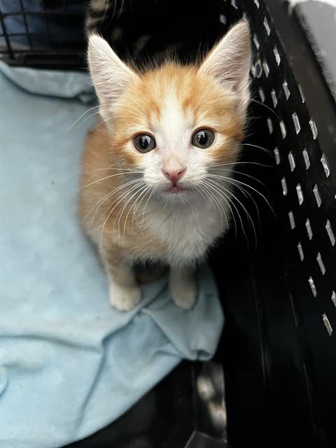 GINGER, Baby Domestic Medium Hair (medium coat), cat for adoption in Fort Worth, Texas