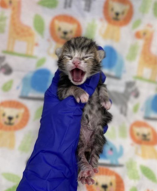 CLOVE, Baby Domestic Medium Hair (medium coat), cat for adoption in Hurst, Texas