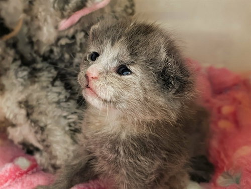 GRAYSON, Baby Domestic Medium Hair (medium coat), cat for adoption in Hurst, Texas
