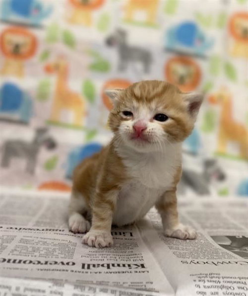 JUNIOR, Baby Domestic Short Hair (medium coat), cat for adoption in Hurst, Texas