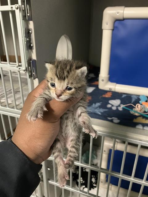 MANGO, Baby Domestic Short Hair (medium coat), cat for adoption in Hurst, Texas