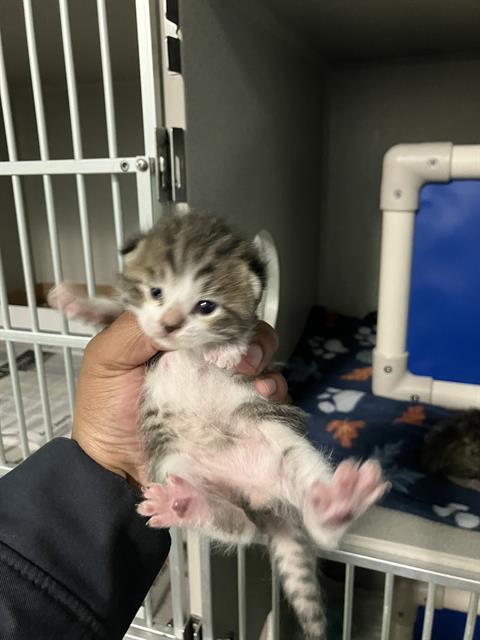 ORANGE, Baby Domestic Short Hair (medium coat), cat for adoption in Hurst, Texas