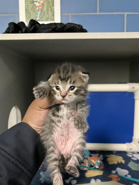 APPLE, Baby Domestic Short Hair (medium coat), cat for adoption in Hurst, Texas