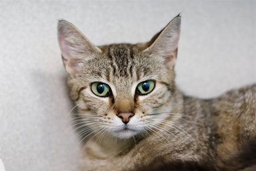 PEACHES, Young Domestic Short Hair (medium coat), cat for adoption in Hurst, Texas