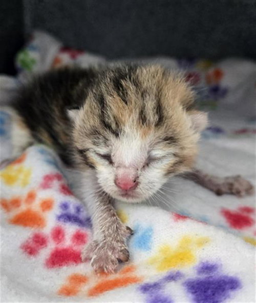 CHILI, Baby Domestic Short Hair (medium coat), cat for adoption in Hurst, Texas