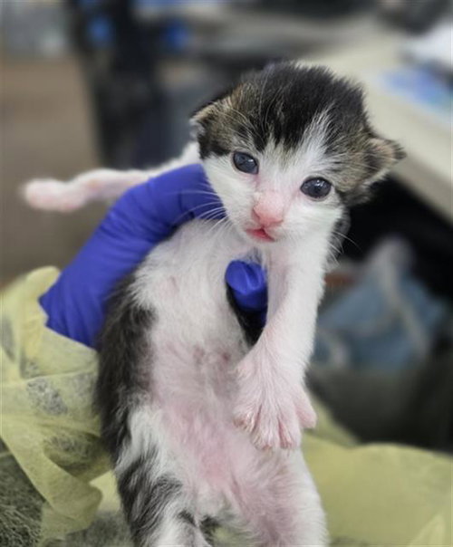 APPLE, Baby Domestic Short Hair (medium coat), cat for adoption in Hurst, Texas
