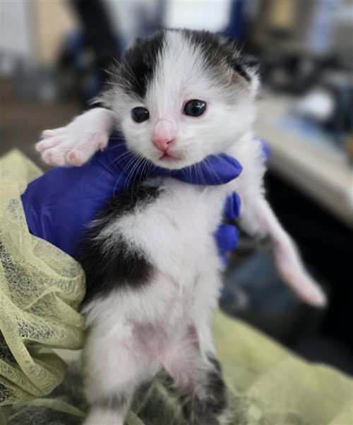 GRAPE, Baby Domestic Short Hair (medium coat), cat for adoption in Hurst, Texas