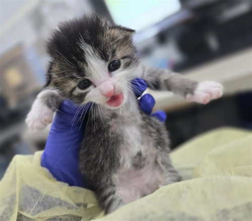 BERRY, Baby Domestic Short Hair (medium coat), cat for adoption in Hurst, Texas