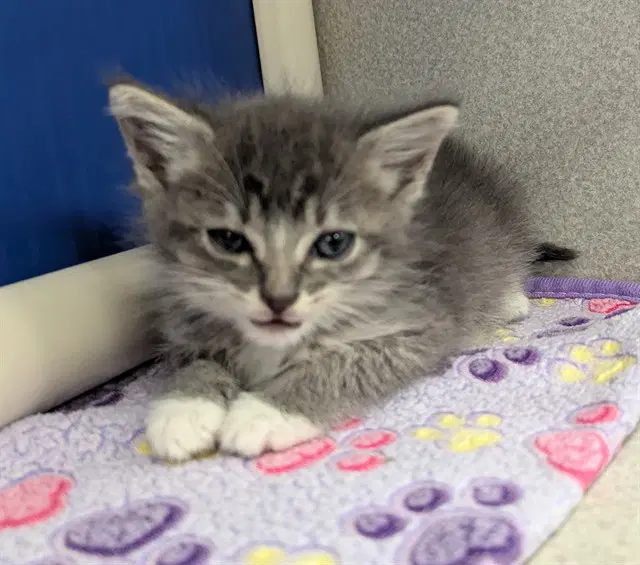 Smokey - Domestic Short Hair