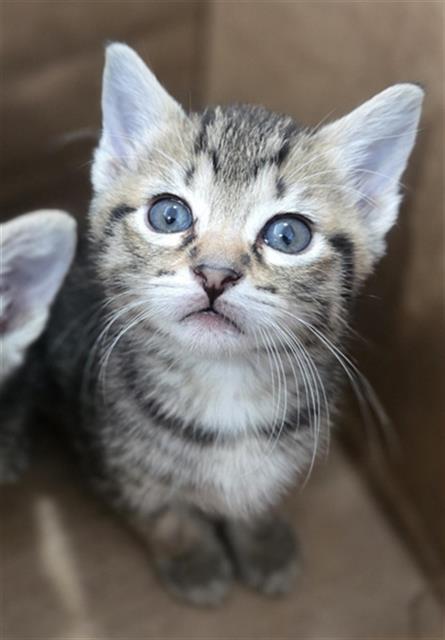 KIMCHI, Baby Domestic Short Hair (medium coat), cat for adoption in Hurst, Texas