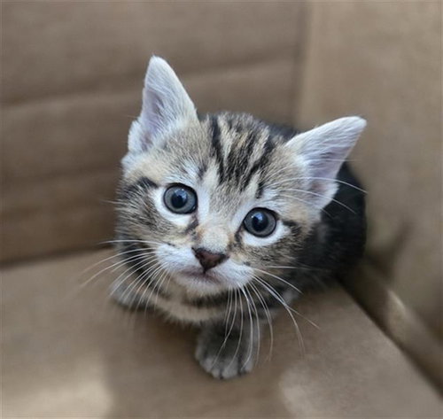 SESAME, Baby Domestic Short Hair (medium coat), cat for adoption in Hurst, Texas