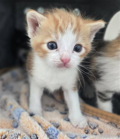 HOISIN, Baby Domestic Short Hair (medium coat), cat for adoption in Hurst, Texas