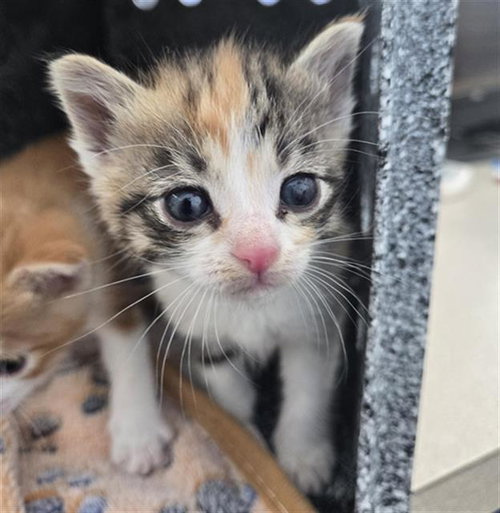 MUNGBEAN, Baby Domestic Short Hair (medium coat), cat for adoption in Hurst, Texas