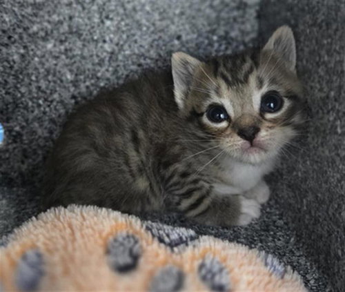 BOK CHOY, Baby Domestic Short Hair (medium coat), cat for adoption in Hurst, Texas
