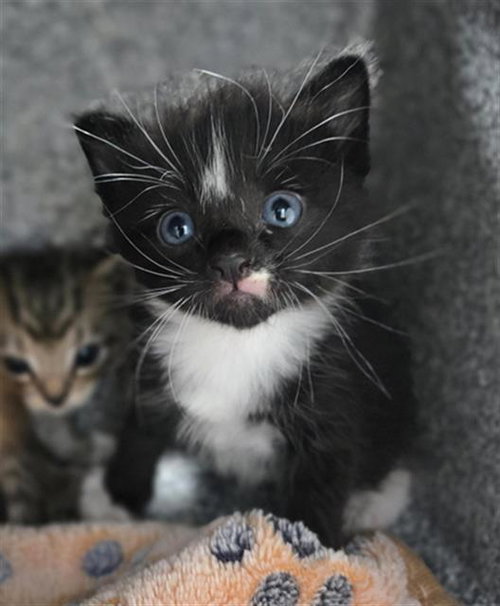 MISO, Baby Domestic Short Hair (medium coat), cat for adoption in Hurst, Texas