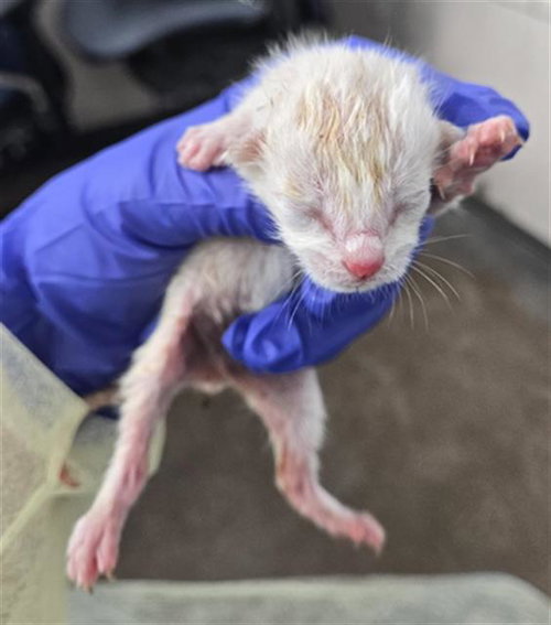 MUSHROOM, Baby Domestic Short Hair (medium coat), cat for adoption in Hurst, Texas