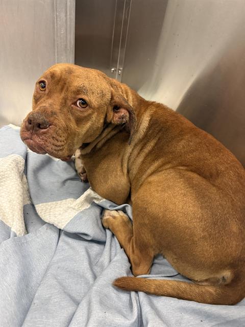 picture of the dog needing adoption