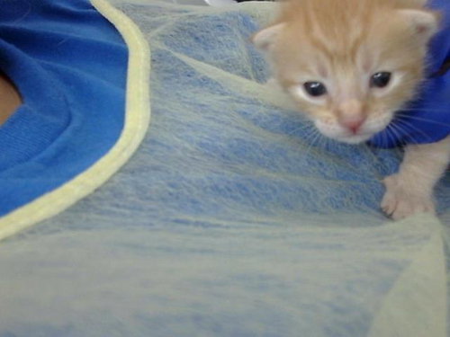 GARFIELD, Baby Domestic Medium Hair (medium coat), cat for adoption in Hurst, Texas