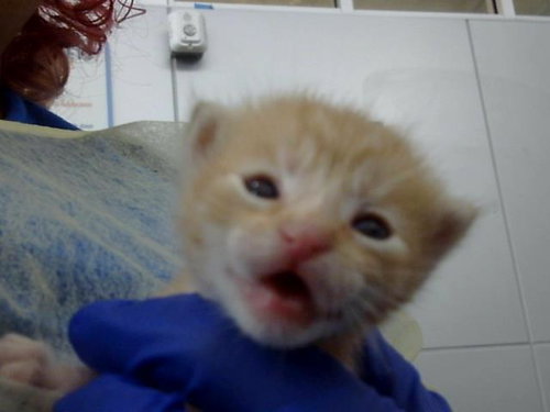 TOM, Baby Domestic Medium Hair (medium coat), cat for adoption in Hurst, Texas