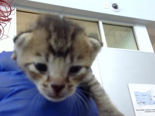 CHESHIRE, Baby Domestic Medium Hair (medium coat), cat for adoption in Hurst, Texas