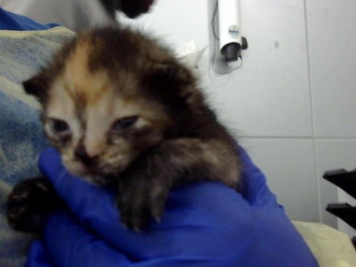 SALEM, Baby Domestic Medium Hair (medium coat), cat for adoption in Hurst, Texas