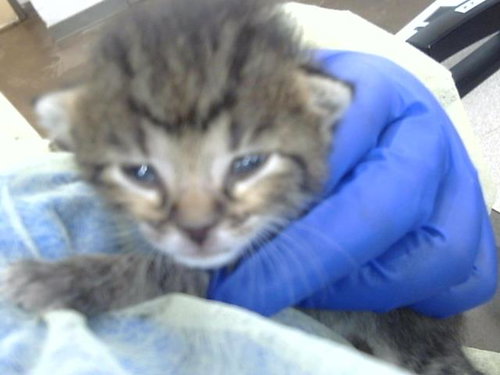 SCAR, Baby Domestic Medium Hair (medium coat), cat for adoption in Hurst, Texas