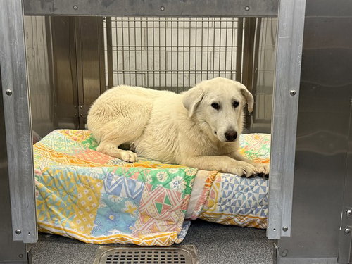 CLEATUS, an adoptable Great Pyrenees in Dallas, TX