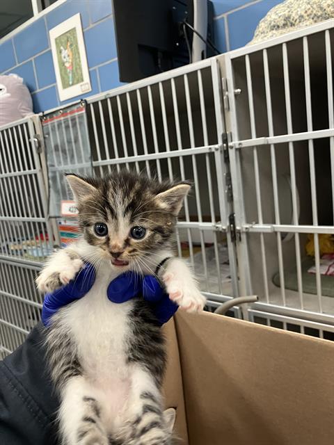 ROBIN, Baby Domestic Short Hair (medium coat), cat for adoption in Hurst, Texas