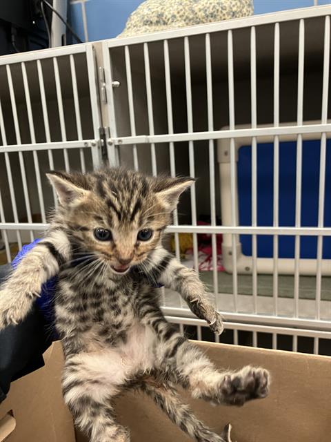 STARFIRE, Baby Domestic Short Hair (medium coat), cat for adoption in Hurst, Texas