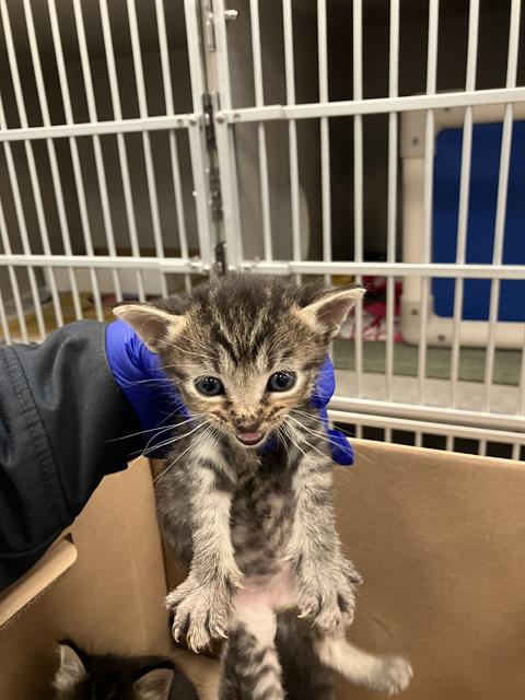 BEAST BOY, Baby Domestic Short Hair (medium coat), cat for adoption in Hurst, Texas