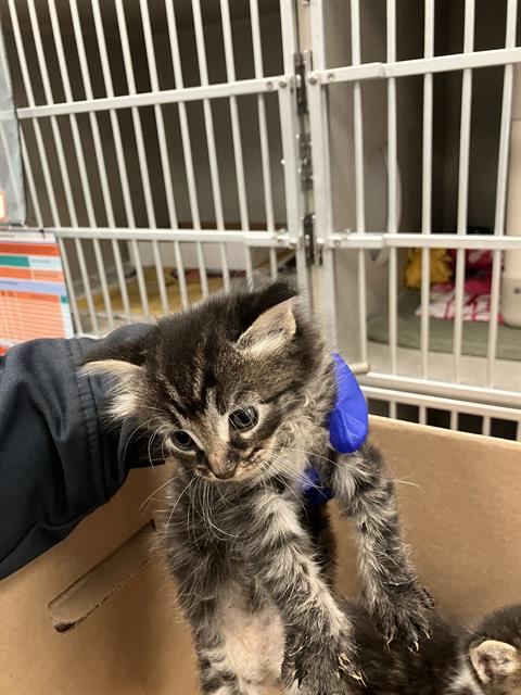 RAVEN, Baby Domestic Long Hair (medium coat), cat for adoption in Hurst, Texas