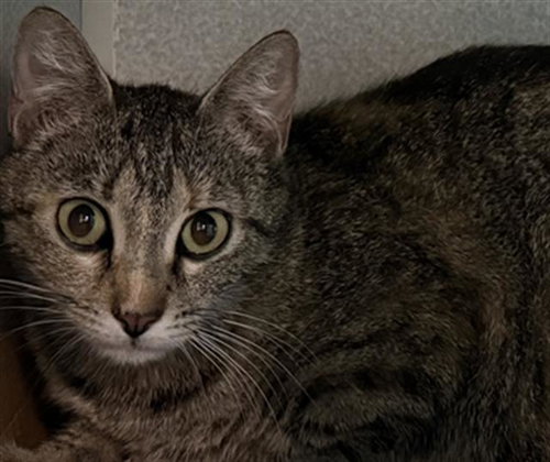 GAMORA, Young Domestic Short Hair (medium coat), cat for adoption in Hurst, Texas