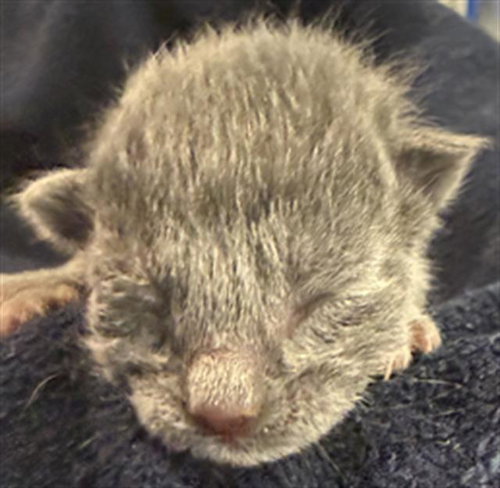 GROOT, Baby Domestic Short Hair (medium coat), cat for adoption in Hurst, Texas