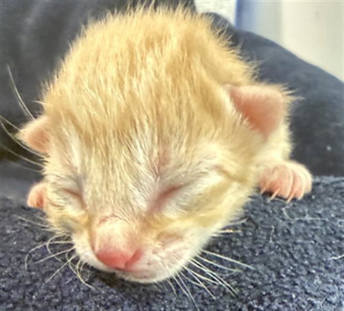 ROCKET, Baby Domestic Short Hair (medium coat), cat for adoption in Hurst, Texas
