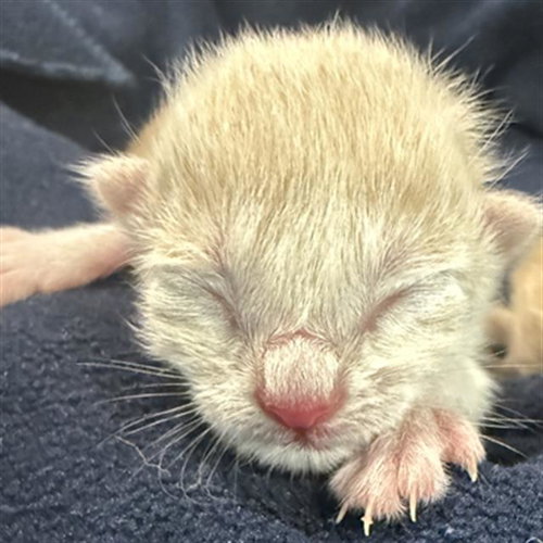 STARLORD, Baby Domestic Short Hair (medium coat), cat for adoption in Hurst, Texas