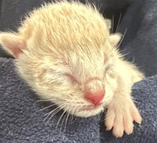 DRAX, Baby Domestic Short Hair (medium coat), cat for adoption in Hurst, Texas