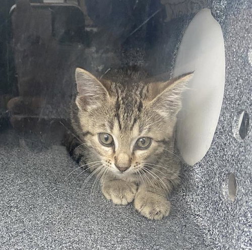 DALE, Baby Domestic Short Hair (medium coat), cat for adoption in Hurst, Texas