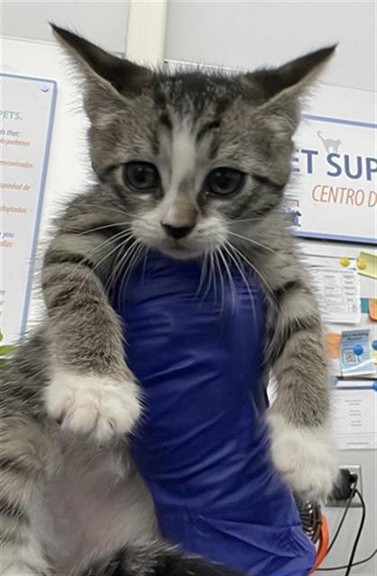 MAUI, Baby Domestic Short Hair (medium coat), cat for adoption in Hurst, Texas